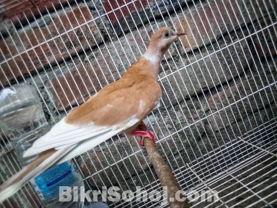 Adult Australian Dove